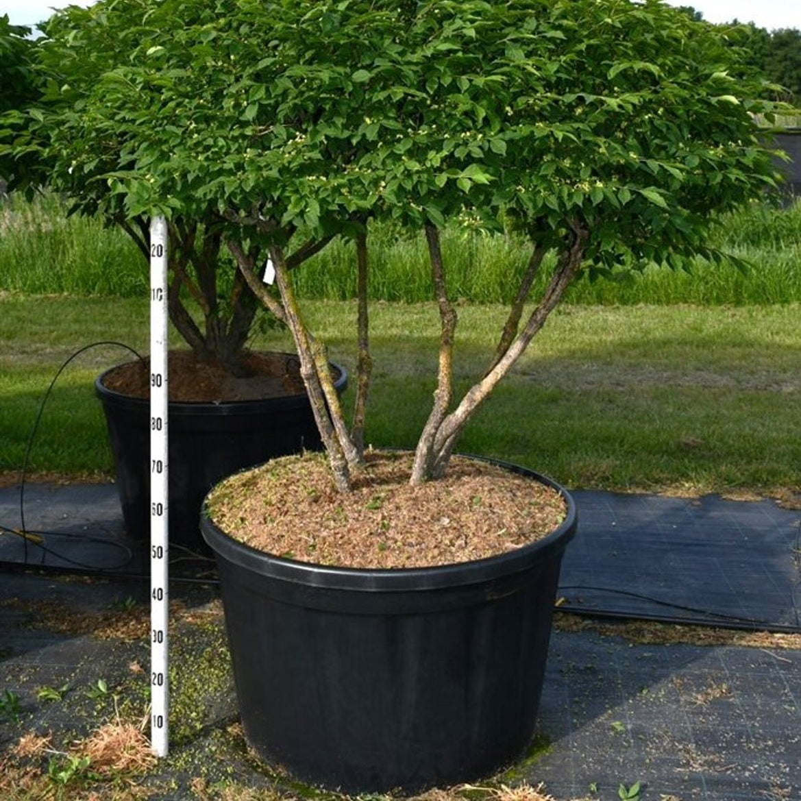 Vingbenved – Euonymus alatus 'Compactus' - C280 125-150 cm. Parasol